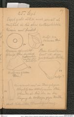 Seite 21, Tagebuch "Diluvium | Getzersdorf | Statzendorf | Willendorf | Mießling-Tal | Höhlen in Kremstal" (NHMW-PRAE-BBB-04)